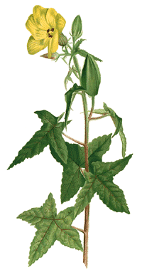 Bisamstrauch (Abelmoschus moschatus)