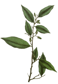 Adlerholz