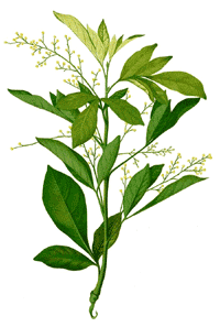 Aglaia Ordorata - Chinesische Reisblume
