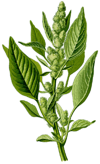 Amaranth
