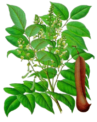 Amyris