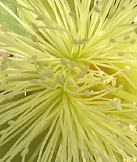 Andiroba