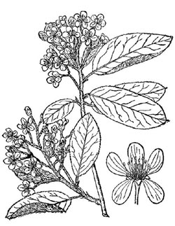 Aronia