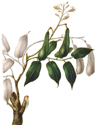 Balsambaum Myroxylon Balsamum, Lieferant für Perubalsam
