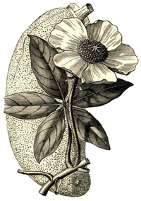 Baobab