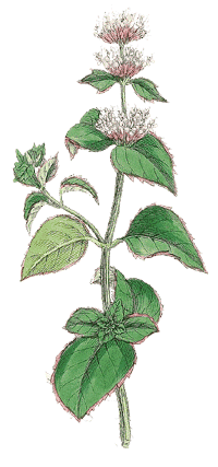 Bergamotteminze Mentha X piperita var. Citrat