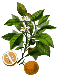 Bitterorange Citrus  aurantium L.