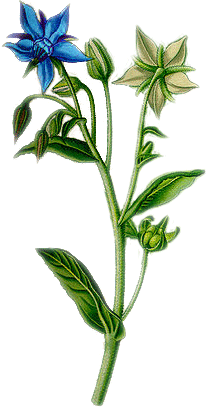 Borretsch