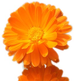 Calendula (Ringelblume)