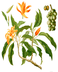 Champaka