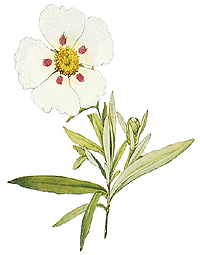 Cistrose