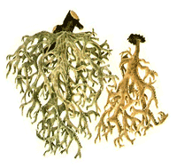 Eichenmoos (Everine Prunasti)