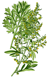 Estragon