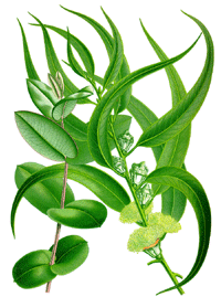 Eukalyptus