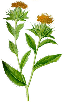 Frberdistel