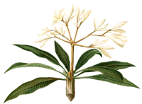 Frangipani
