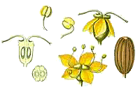 Galbanum Blten und Samen
