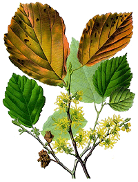 Hamamelis