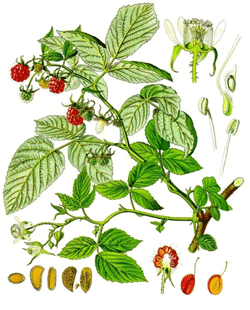 Himbeere