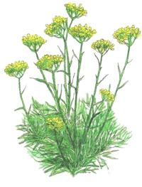Immortelle