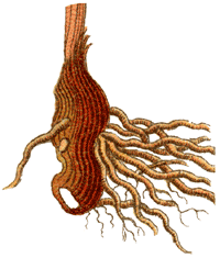 Iriswurzel