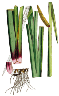 Kalmusöl Acorus calamus