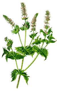 Krauseminze Mentha spicata