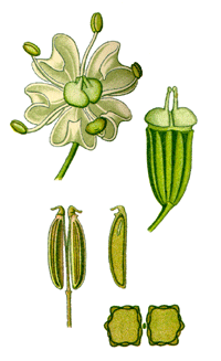 Kmmelsamen