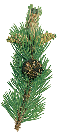 Latschenkiefer