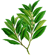 Lorbeer