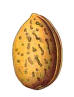 Mandelkern