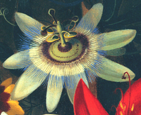 Maracuja