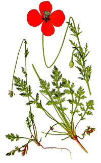 Mohn