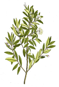 Myrtus Communis