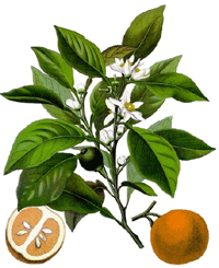 Neroli