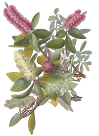 Niaouli, Melaleuca viridiflora
