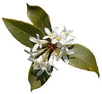 Osmanthus