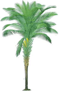 Palml
