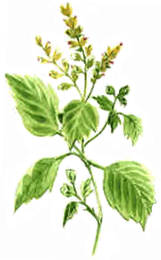 Patchouli