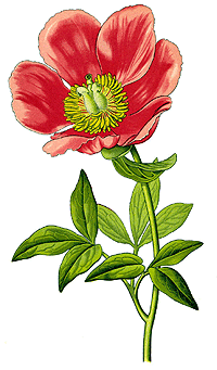 Pfingstrose