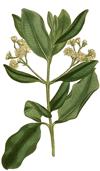 Piment Pimenta officinalis