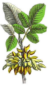 Aus grnen Pistazien (Pistacia vera) wird durch Kaltpressung Pistazienl gewonnen