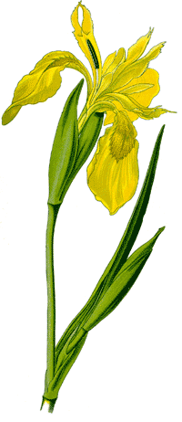 Schwertlilie