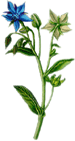 Borretsch�l