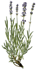 Lavendel