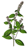 Pfefferminze