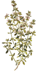 Thymian