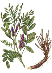 Süssholz Glycyrrhiza glabrazur