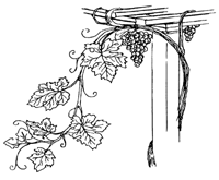 Trauben