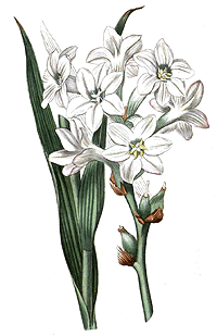 Tuberose